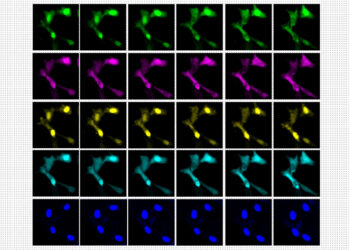 A new way to see activity inside a living cell