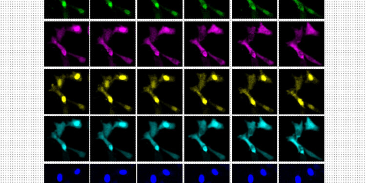 A new way to see activity inside a living cell