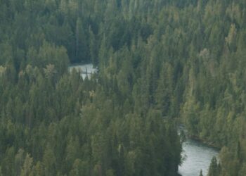 Americans encouraged to cut down their Christmas tree…in a protected forest