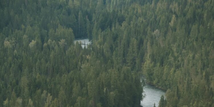 Americans encouraged to cut down their Christmas tree…in a protected forest