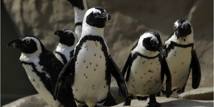 Black dots on African penguins’ white foreheads could help them stand out