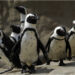 Black dots on African penguins’ white foreheads could help them stand out