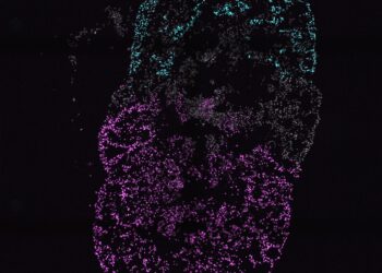First multi-chambered cardiac organoids reveal human heart development and disease