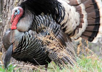 Meet Turkules, the turkey with nine lives that terrorized New Jersey