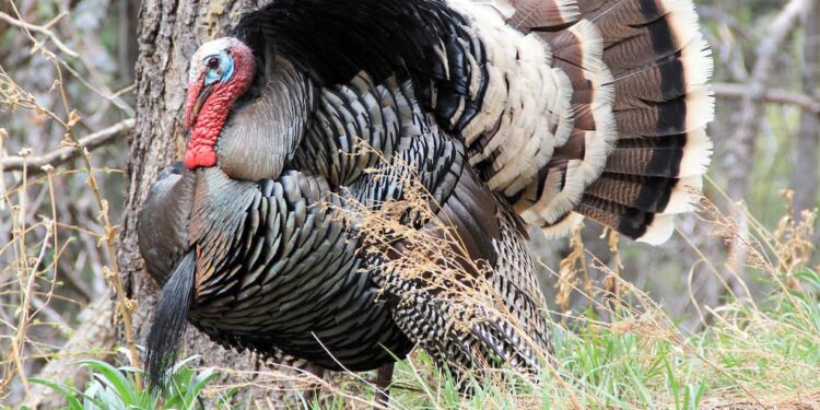 Meet Turkules, the turkey with nine lives that terrorized New Jersey