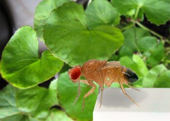 Natural products used in Ayurvedic treatments relieve symptoms of depression in fruit flies