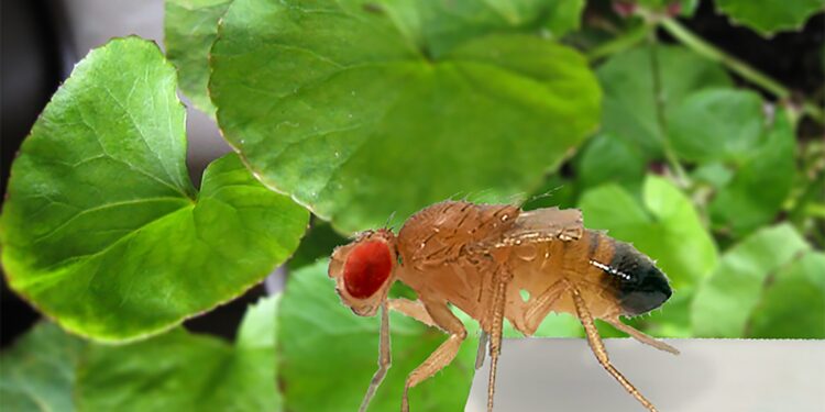 Natural products used in Ayurvedic treatments relieve symptoms of depression in fruit flies