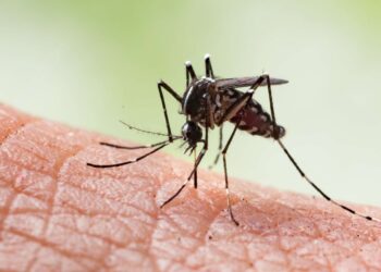 Promising results for an anti-chikungunya vaccine