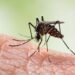 Promising results for an anti-chikungunya vaccine