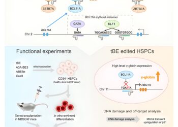 Reactivation of inhibited fetal hemoglobin genes could counter sickle cell diseases