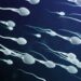 Researchers link global decline in sperm counts to insecticides