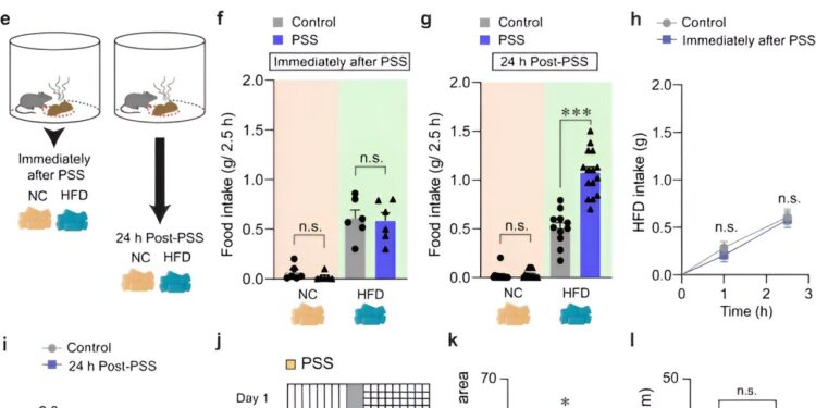 Scientists discover potential brain link between stress and emotional eating