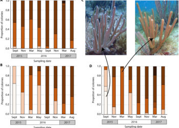 Study identifies key algae species that help soft corals survive warming oceans
