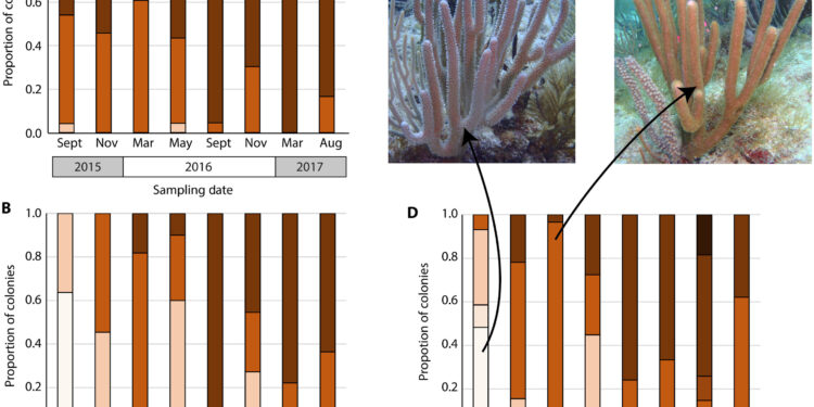Study identifies key algae species that help soft corals survive warming oceans
