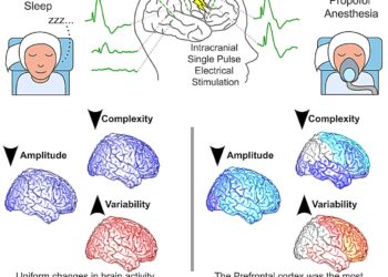 Study reveals engagement of different cortical networks while humans are unconscious