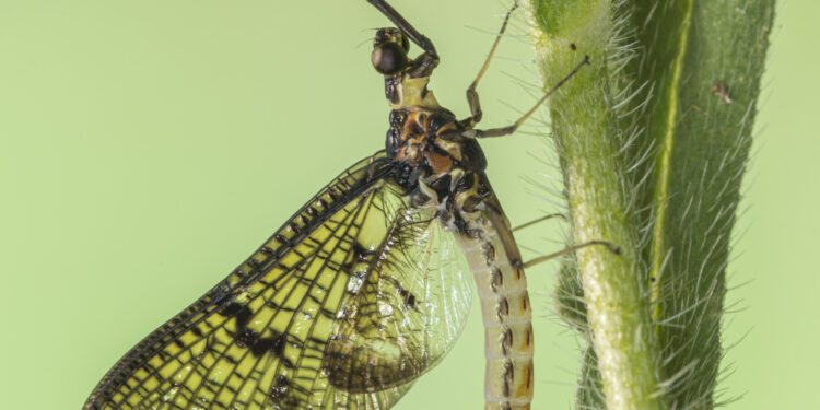 The characteristics of the wings of primitive insects revealed