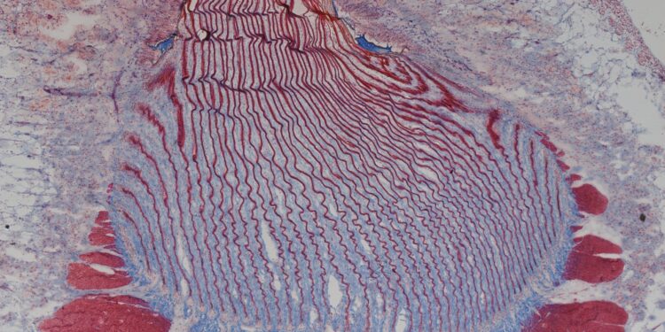 The dynamic bio-interface between mussel tissue and byssus plays an important role in rapid release