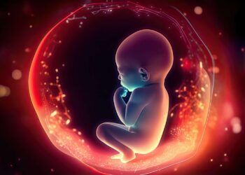 The mother’s microbiota can influence fetal development