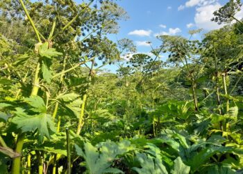 Toxic invasive plant has twice as many genes as expected