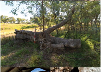 Unveiling of Wiradjuri’s sacred carved trees