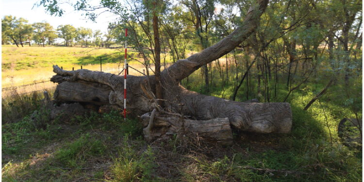 Unveiling of Wiradjuri’s sacred carved trees