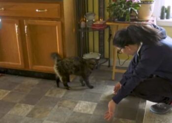 A family finds their cat more than 300 kilometers from their home