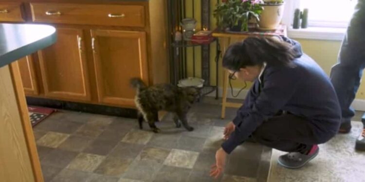 A family finds their cat more than 300 kilometers from their home