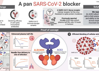 A long-acting biologic with transmucosal transport properties that stops SARS-CoV-2 virus variants