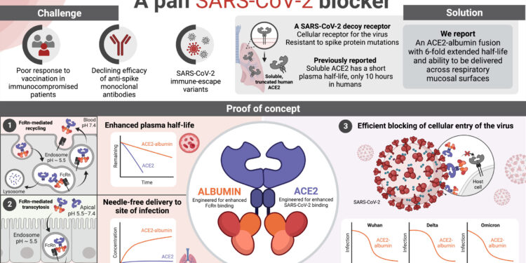 A long-acting biologic with transmucosal transport properties that stops SARS-CoV-2 virus variants