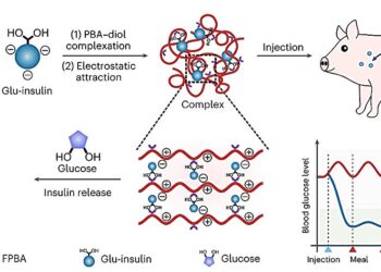 A single ‘smart’ insulin injection regulates glucose levels in mice and mini-pigs for up to a week