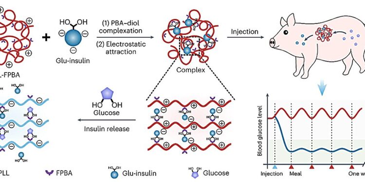 A single ‘smart’ insulin injection regulates glucose levels in mice and mini-pigs for up to a week