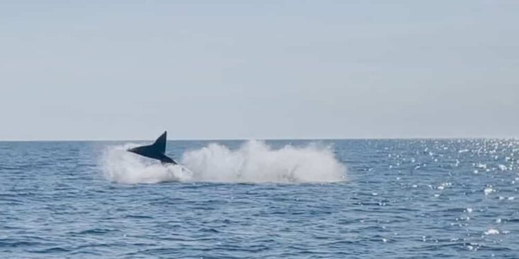 American woman killed by shark while paddleboarding in Bahamas