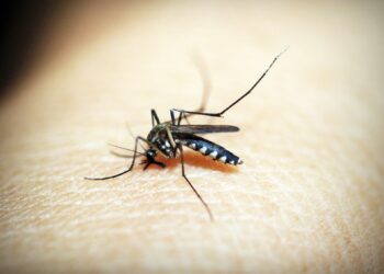 As dengue spreads beyond the ‘global dengue belt,’ scientists dispel misconceptions about the disease