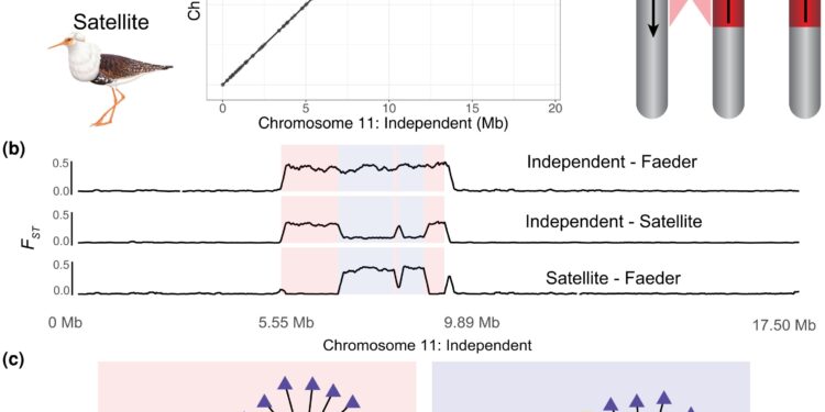 Avian supergene study explores evolutionary paradox behind unusual frill mating strategies