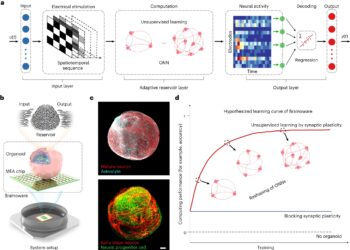 Brain tissue on a chip enables voice recognition
