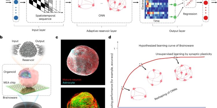 Brain tissue on a chip enables voice recognition