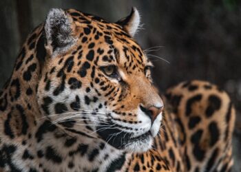 Carnivores housed in zoos respond positively to new improvements to their enclosures, study suggests