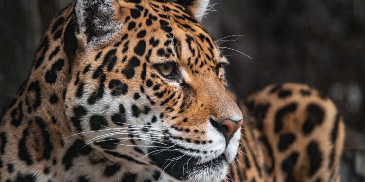 Carnivores housed in zoos respond positively to new improvements to their enclosures, study suggests