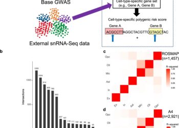 Cell type-specific genetic risk contributes to distinct stages of Alzheimer’s disease progression, study finds