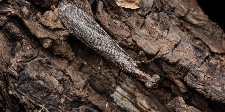 Citizen scientists help discover new mantis species