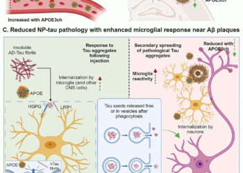 Clues to preventing Alzheimer’s disease come from a patient who escaped the disease, despite genetics