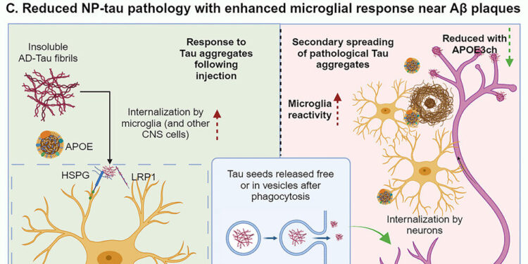 Clues to preventing Alzheimer’s disease come from a patient who escaped the disease, despite genetics