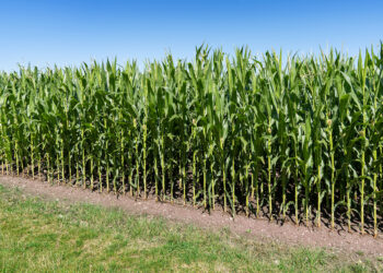 Corn records the largest loss in a decade, and a sharp decline in wheat and soy in 2023