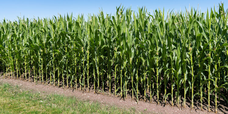 Corn records the largest loss in a decade, and a sharp decline in wheat and soy in 2023