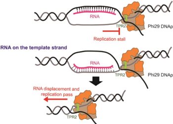DNA curtain technology enables real-time visualization of replication for new scientific insights