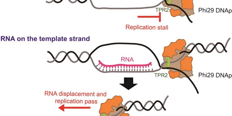 DNA curtain technology enables real-time visualization of replication for new scientific insights