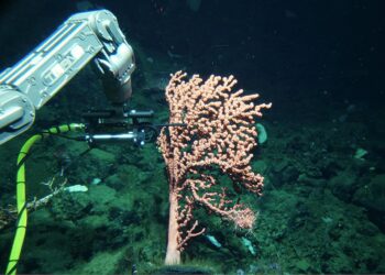 Deep-sea sensor reveals corals produce reactive oxygen species