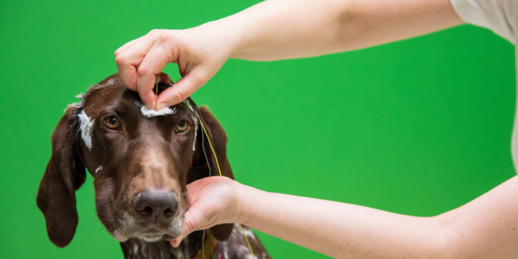Dogs’ Head Shape Affects Their Sleep, Study Finds