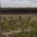 Doñana Natural Park condemned to disappear?