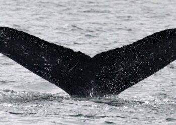 Encounter with humpback whales reveals potential for intelligent non-human communication